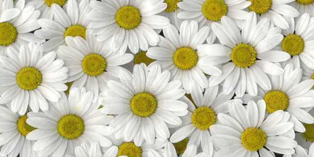 Открытка на каждый день с именем, Тала Хорошего настроения поляна ромашек Прикольная открытка с пожеланием онлайн скачать бесплатно 