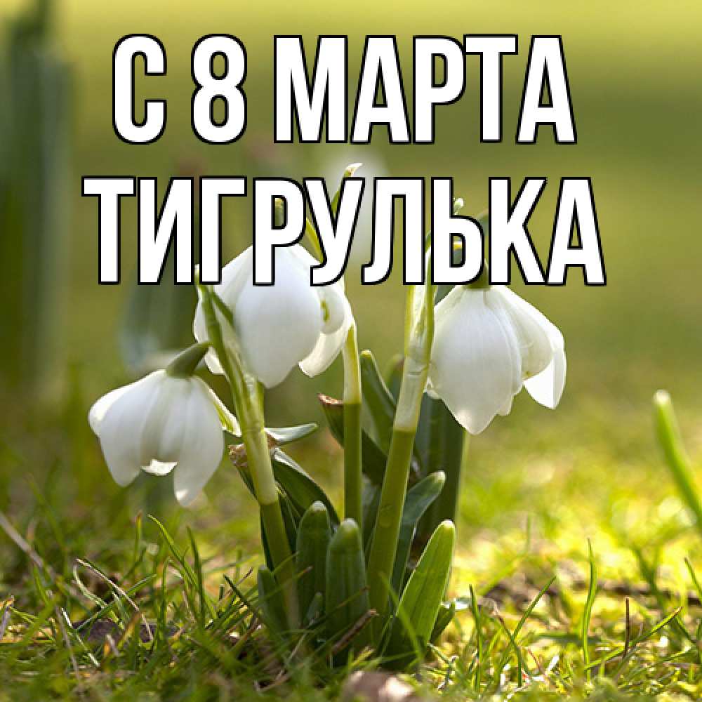 Открытка на каждый день с именем, тигрулька C 8 МАРТА ранние цветы 2 Прикольная открытка с пожеланием онлайн скачать бесплатно 