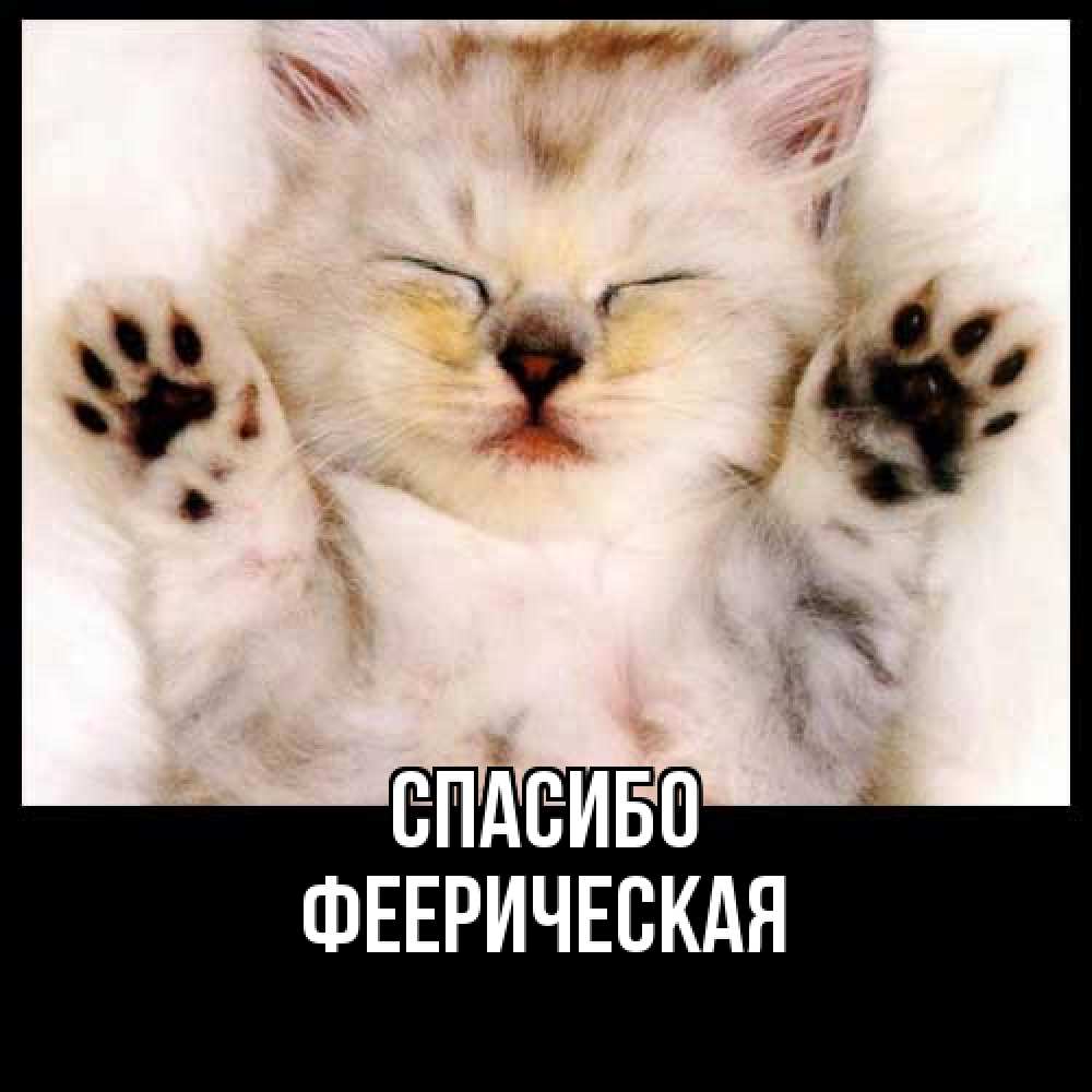 Открытка на каждый день с именем, Фееpическая Спасибо маленький котенок Прикольная открытка с пожеланием онлайн скачать бесплатно 