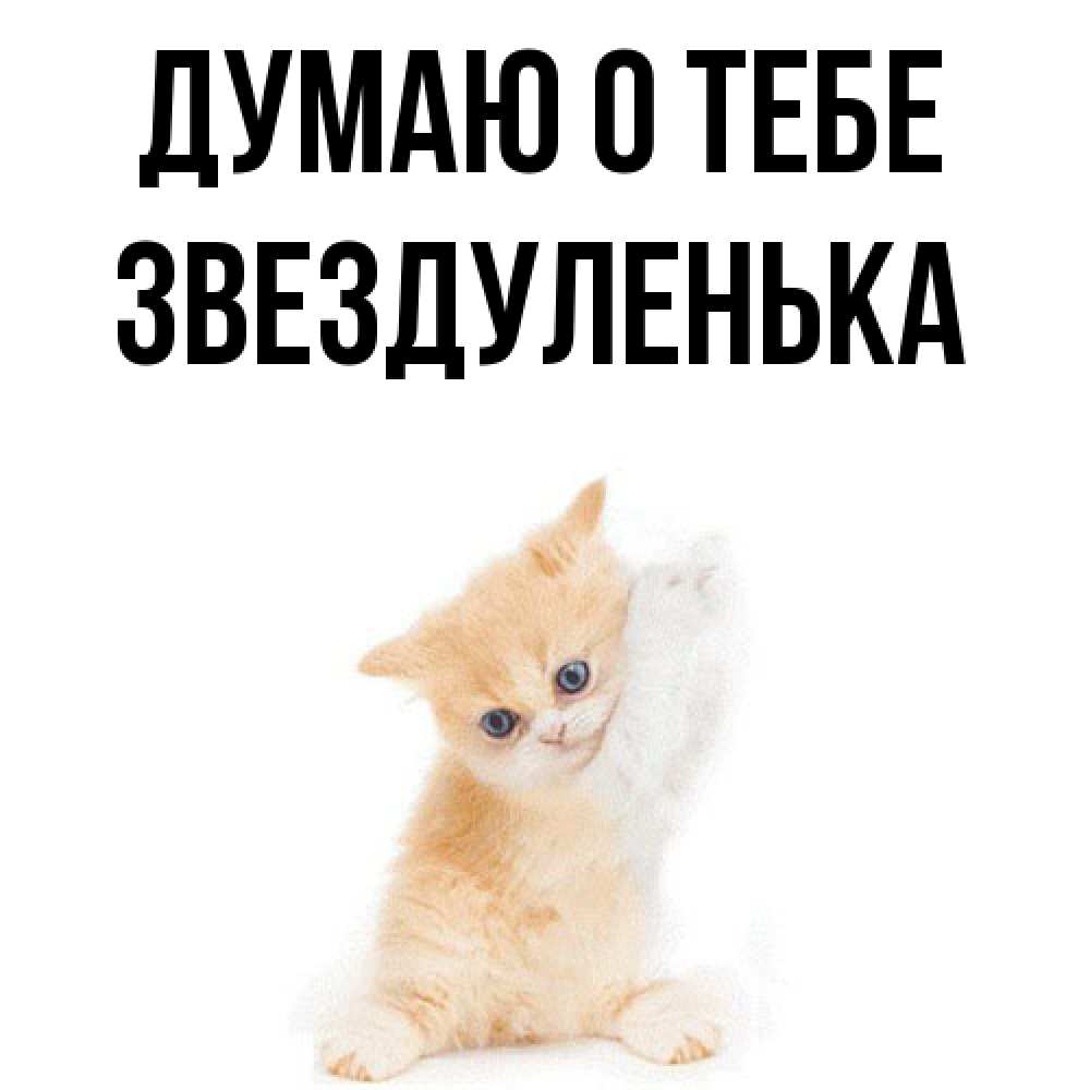 Открытка на каждый день с именем, Звездуленька Думаю о тебе зверушки и милота Прикольная открытка с пожеланием онлайн скачать бесплатно 