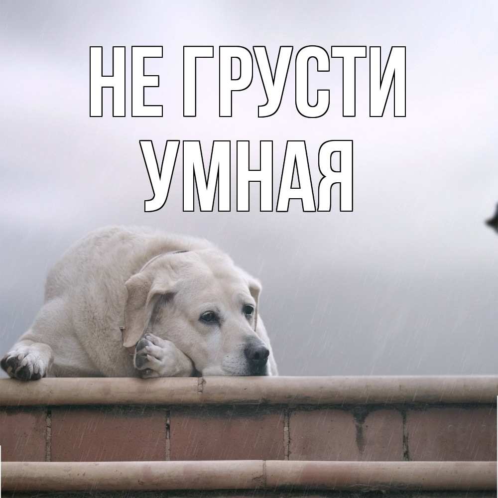 Открытка на каждый день с именем, Умная Не грусти белый пес 1 Прикольная открытка с пожеланием онлайн скачать бесплатно 