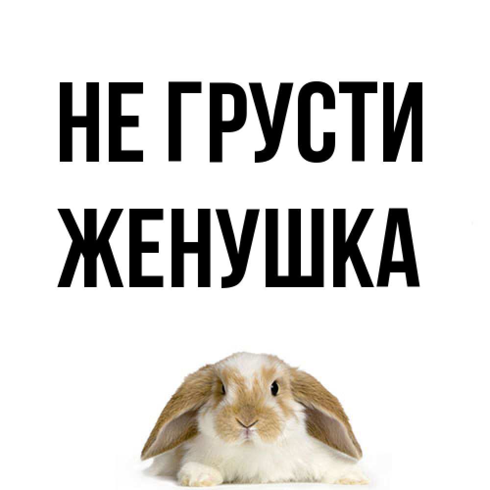 Открытка на каждый день с именем, женушка Не грусти коричнево белый заяц с большими ушками Прикольная открытка с пожеланием онлайн скачать бесплатно 