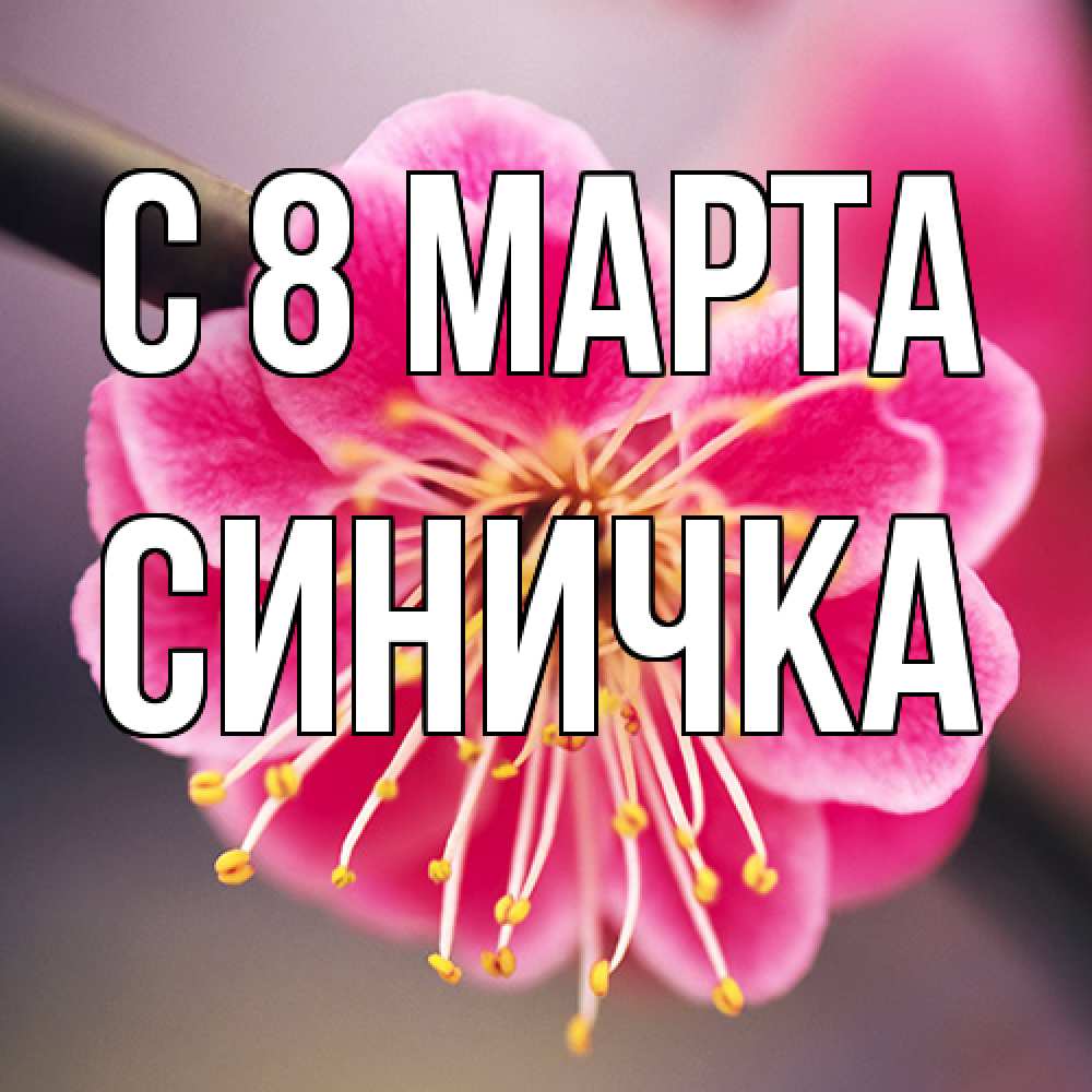 Открытка на каждый день с именем, Синичка C 8 МАРТА цветы Прикольная открытка с пожеланием онлайн скачать бесплатно 