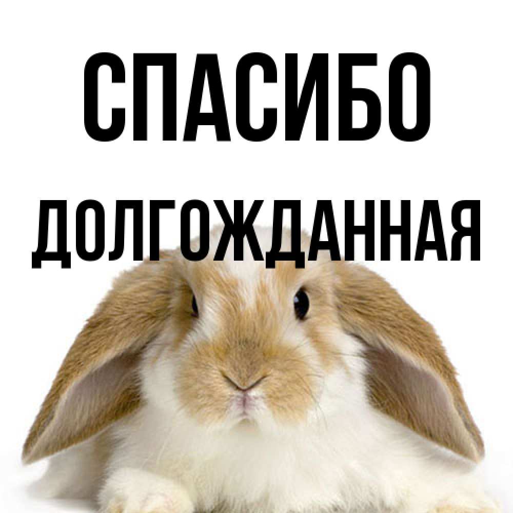 Открытка на каждый день с именем, Долгожданная Спасибо коричнево белый заяц Прикольная открытка с пожеланием онлайн скачать бесплатно 