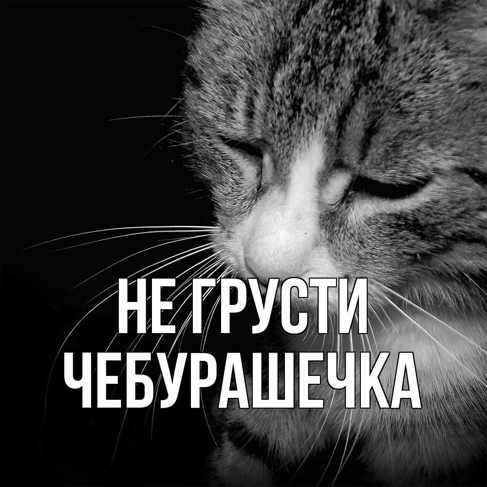 Открытка на каждый день с именем, Чебурашечка Не грусти грустный котик Прикольная открытка с пожеланием онлайн скачать бесплатно 