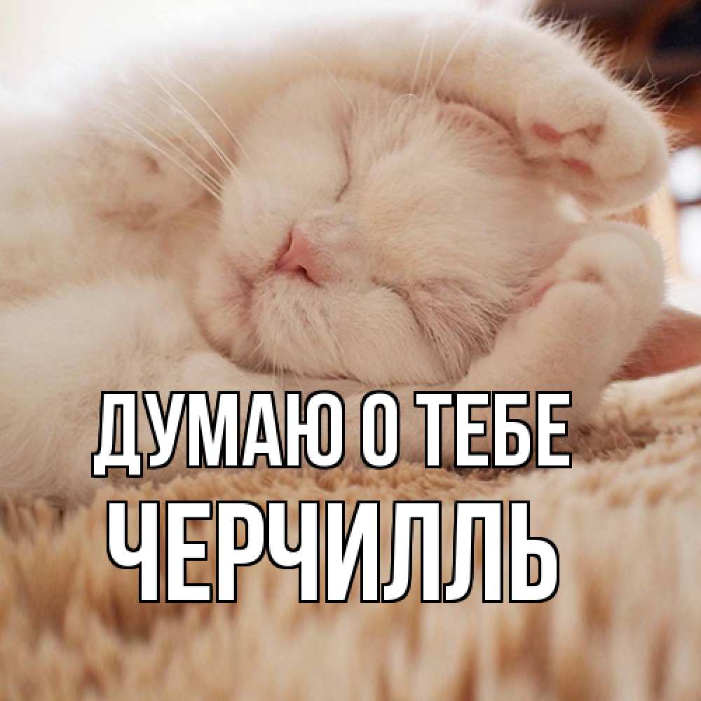 Открытка на каждый день с именем, Черчилль Думаю о тебе для любимой девушки милота Прикольная открытка с пожеланием онлайн скачать бесплатно 