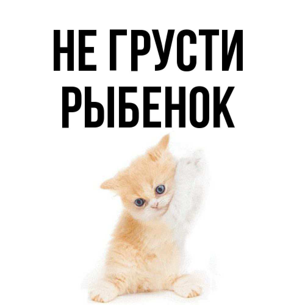 Открытка на каждый день с именем, Рыбенок Не грусти просящий кот Прикольная открытка с пожеланием онлайн скачать бесплатно 