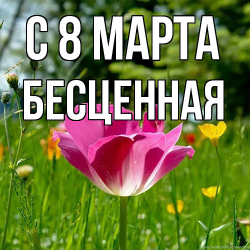 Открытка на каждый день с именем, Бесценная C 8 МАРТА полевые цветы Прикольная открытка с пожеланием онлайн скачать бесплатно 