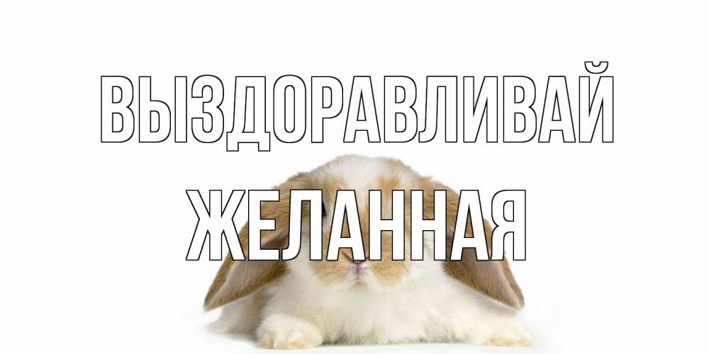 Открытка на каждый день с именем, Желанная Выздоравливай вислоухий кролик белого и коричневого цвета Прикольная открытка с пожеланием онлайн скачать бесплатно 