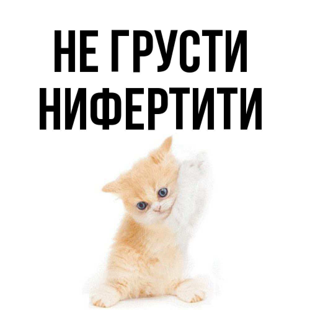 Открытка на каждый день с именем, Нифертити Не грусти просящий кот Прикольная открытка с пожеланием онлайн скачать бесплатно 
