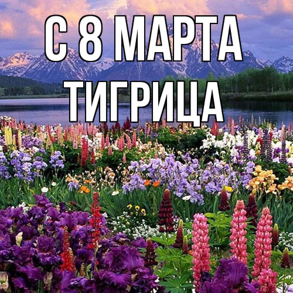 Открытка на каждый день с именем, Тигрица C 8 МАРТА международный женский день Прикольная открытка с пожеланием онлайн скачать бесплатно 