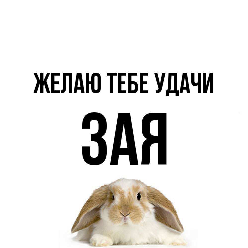 Открытка на каждый день с именем, Зая Желаю тебе удачи открытки с произвольным текстом который можно вставить в открытку и создать ее самостоятельно бесплатно онлайн Прикольная открытка с пожеланием онлайн скачать бесплатно 