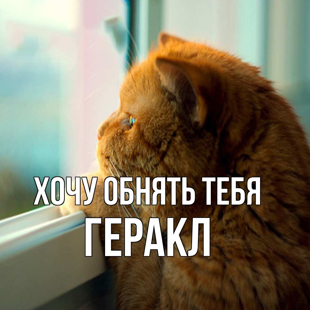 Открытка на каждый день с именем, Геракл Хочу обнять тебя большой огромный рыжий котяра Прикольная открытка с пожеланием онлайн скачать бесплатно 