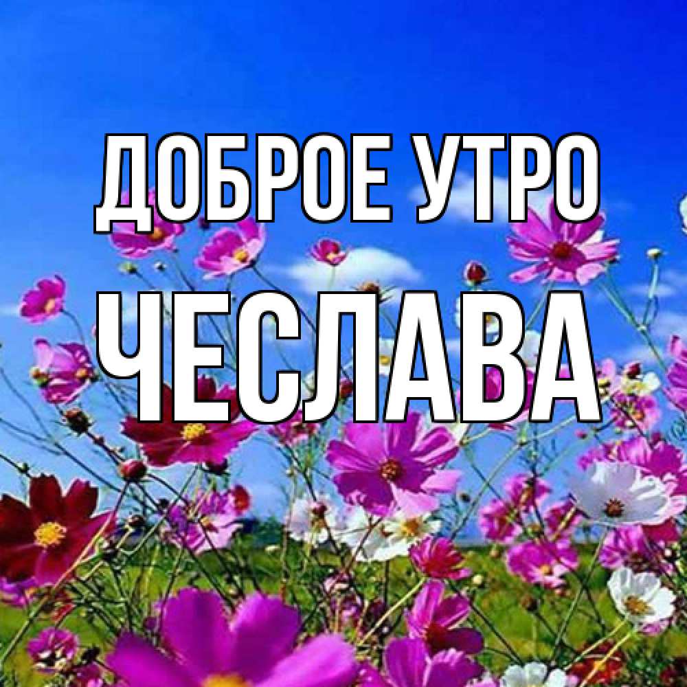 Открытка на каждый день с именем, Чеслава Доброе утро сиреневые цветы Прикольная открытка с пожеланием онлайн скачать бесплатно 