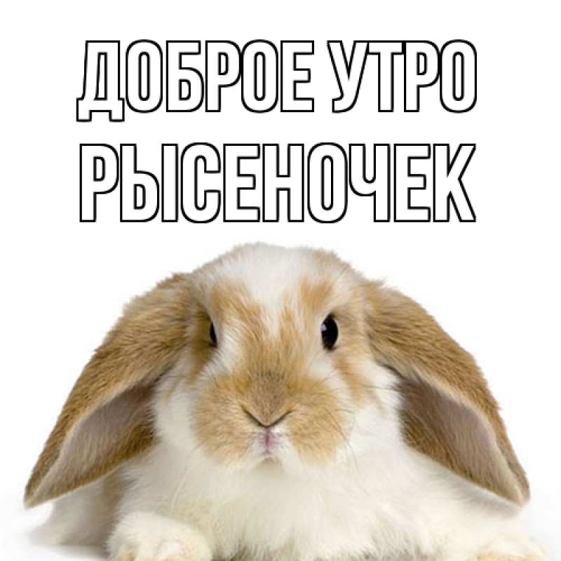 Картинка Доброе утро, Рысеночек