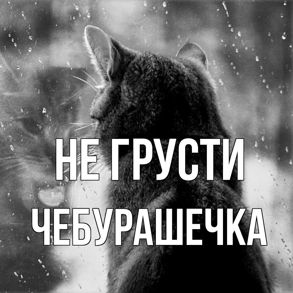 Открытка на каждый день с именем, Чебурашечка Не грусти отражение кота 1 Прикольная открытка с пожеланием онлайн скачать бесплатно 