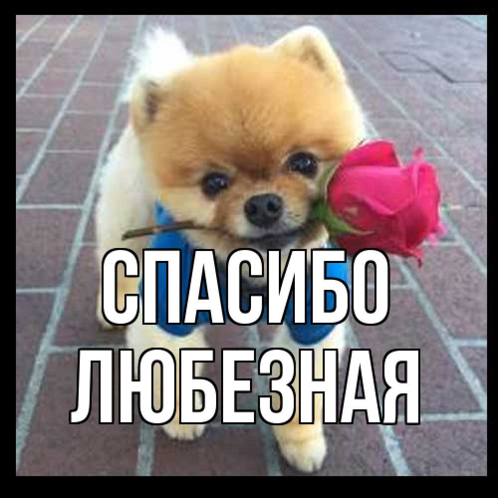 Открытка на каждый день с именем, любезная Спасибо спасибо и дарю тебе цветок Прикольная открытка с пожеланием онлайн скачать бесплатно 