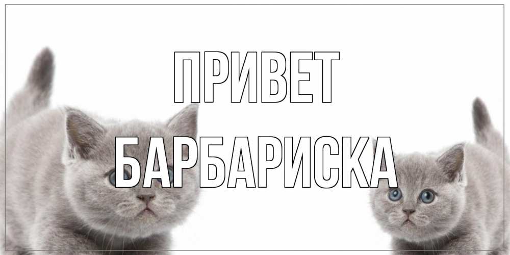 Открытка на каждый день с именем, барбариска Привет коты Прикольная открытка с пожеланием онлайн скачать бесплатно 