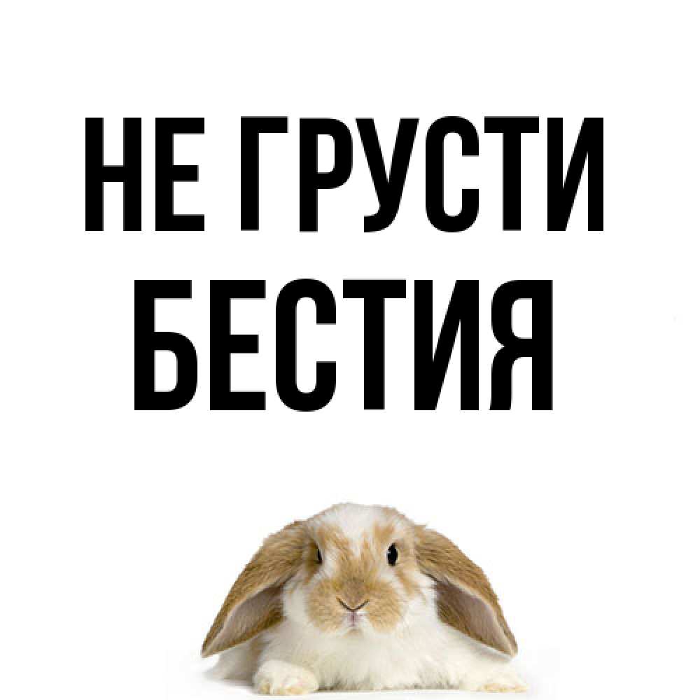 Открытка на каждый день с именем, Бестия Не грусти коричнево белый заяц с большими ушками Прикольная открытка с пожеланием онлайн скачать бесплатно 
