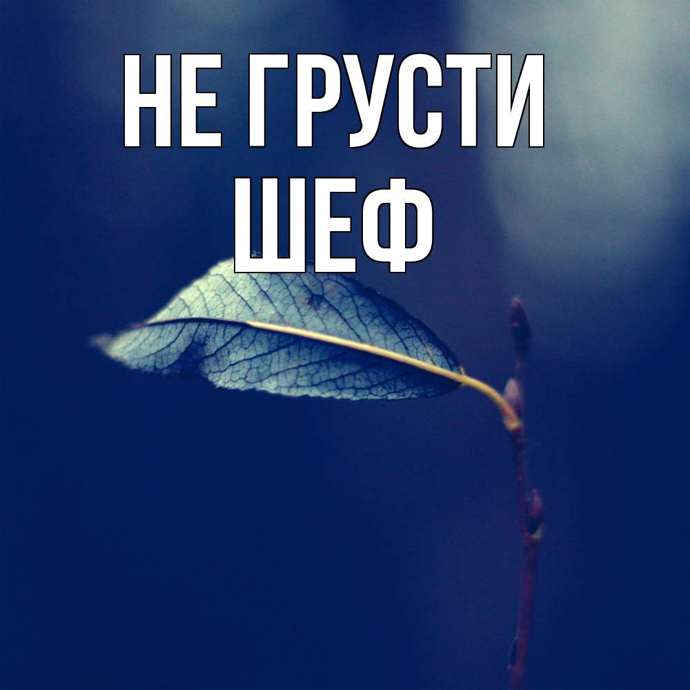 Открытка на каждый день с именем, Шеф Не грусти растение Прикольная открытка с пожеланием онлайн скачать бесплатно 