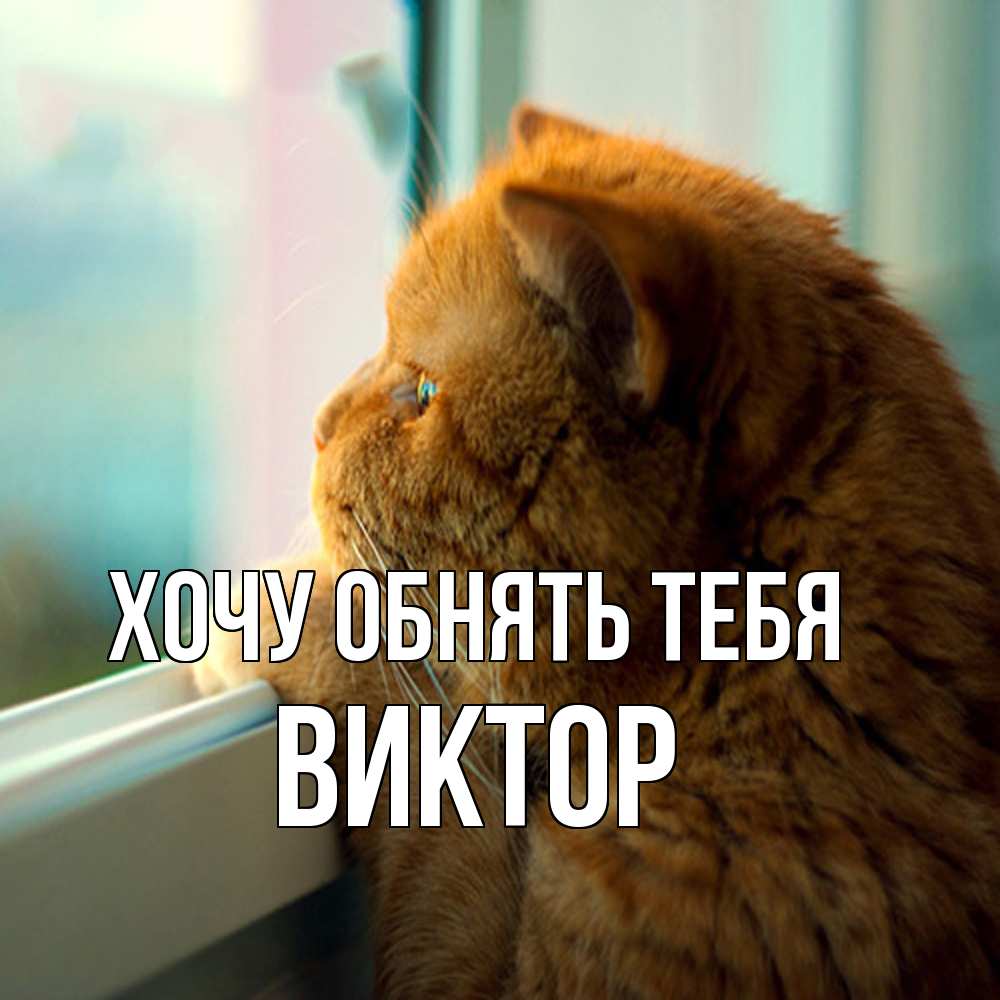 Открытка на каждый день с именем, Виктор Хочу обнять тебя большой огромный рыжий котяра Прикольная открытка с пожеланием онлайн скачать бесплатно 