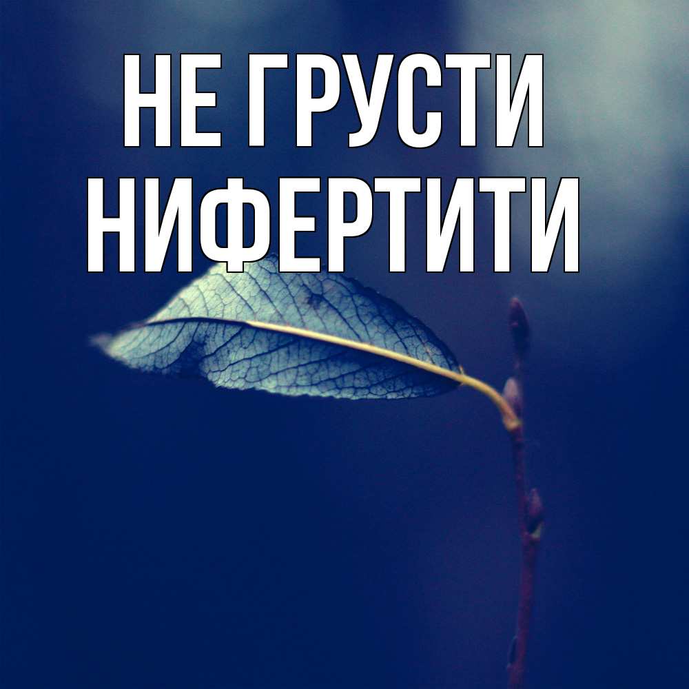 Открытка на каждый день с именем, Нифертити Не грусти растение Прикольная открытка с пожеланием онлайн скачать бесплатно 