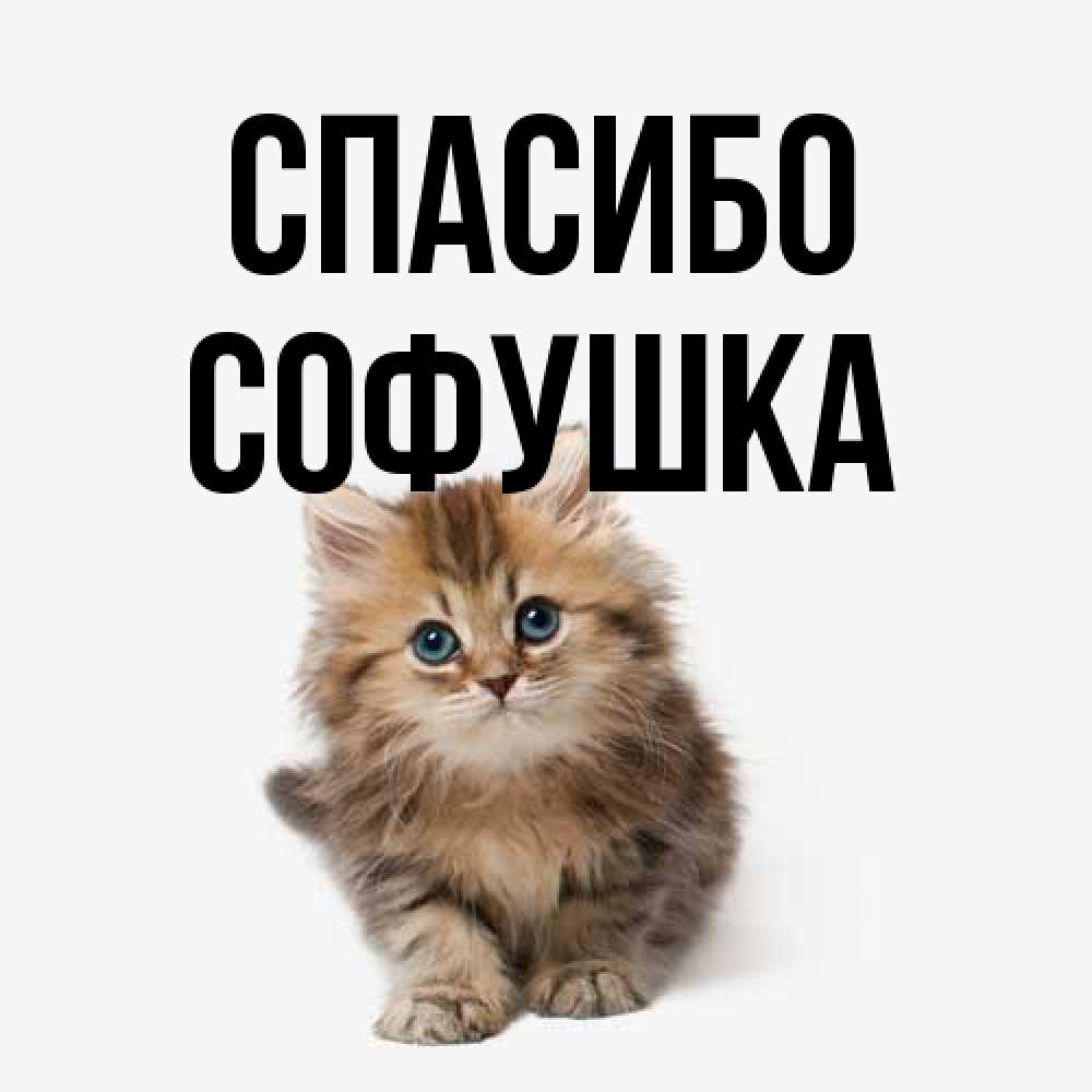 Открытка на каждый день с именем, Софушка Спасибо пушистый котик Прикольная открытка с пожеланием онлайн скачать бесплатно 