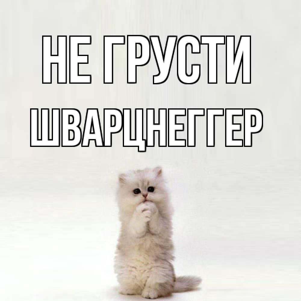 Открытка на каждый день с именем, Шварцнеггер Не грусти грустный кот Прикольная открытка с пожеланием онлайн скачать бесплатно 
