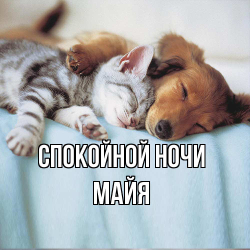 Открытка на каждый день с именем, Майя Спокойной ночи с животными Прикольная открытка с пожеланием онлайн скачать бесплатно 