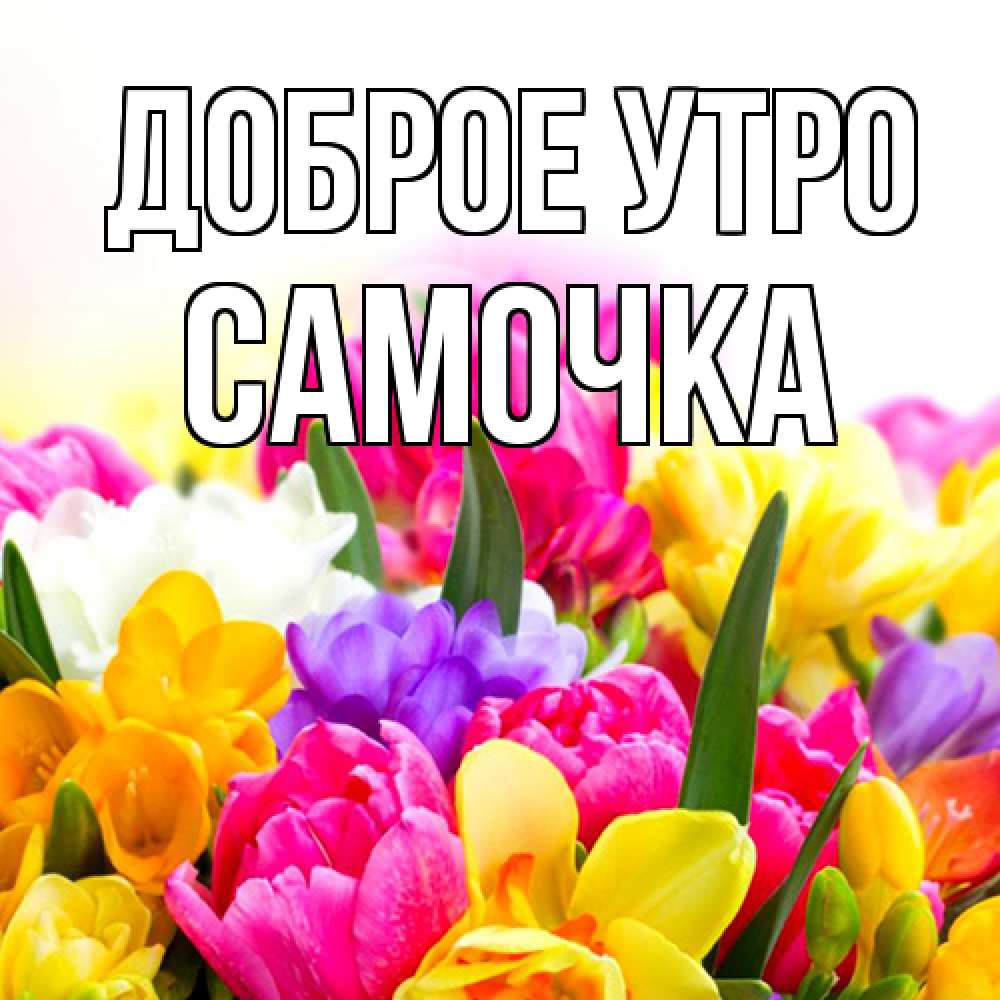 Открытка на каждый день с именем, Самочка Доброе утро создать открытку со свое подписью Прикольная открытка с пожеланием онлайн скачать бесплатно 