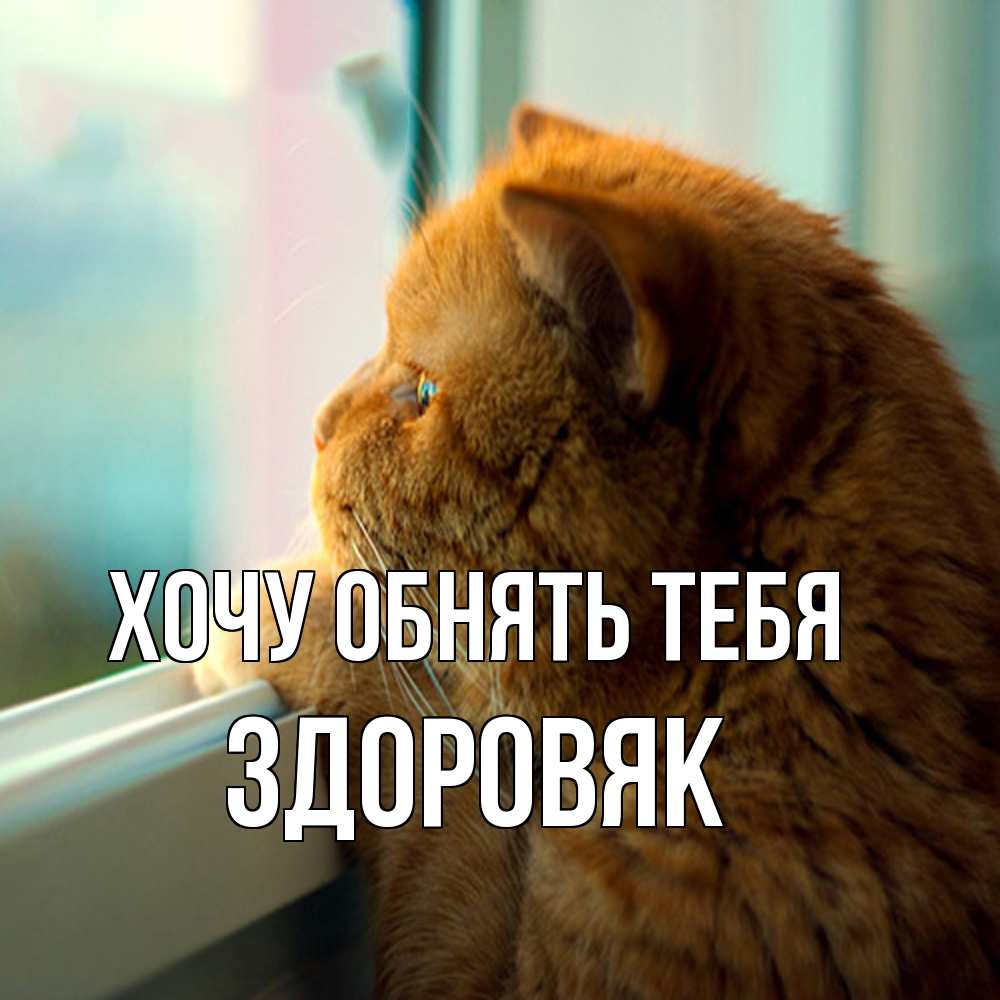 Открытка на каждый день с именем, Здоровяк Хочу обнять тебя большой огромный рыжий котяра Прикольная открытка с пожеланием онлайн скачать бесплатно 