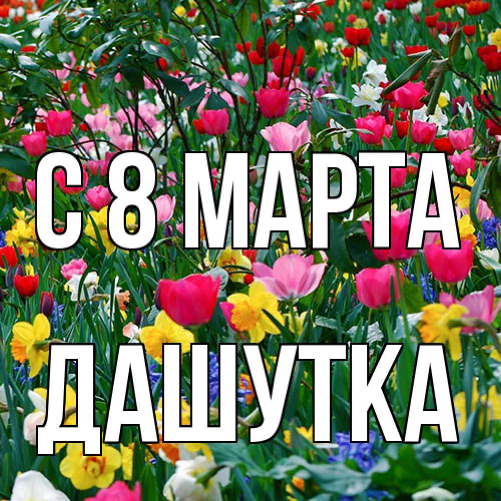 Открытка на каждый день с именем, Дашутка C 8 МАРТА с международным женским днем поздравления для женщины Прикольная открытка с пожеланием онлайн скачать бесплатно 
