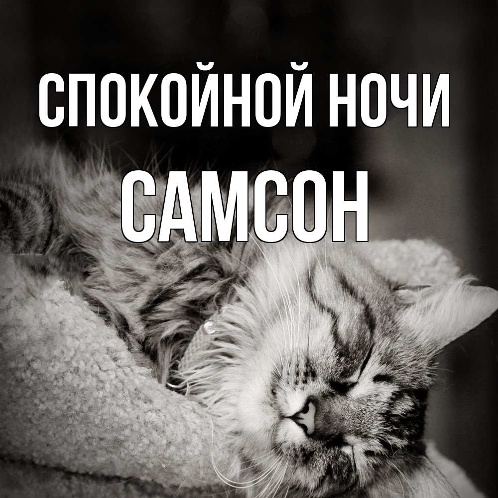 Открытка на каждый день с именем, Самсон Спокойной ночи котярик пушистый Прикольная открытка с пожеланием онлайн скачать бесплатно 