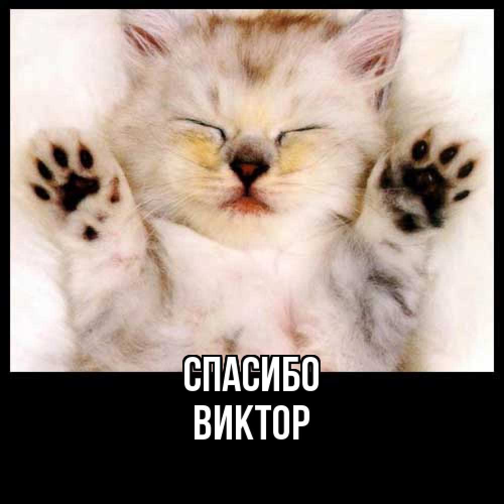 Открытка на каждый день с именем, Виктор Спасибо маленький котенок Прикольная открытка с пожеланием онлайн скачать бесплатно 