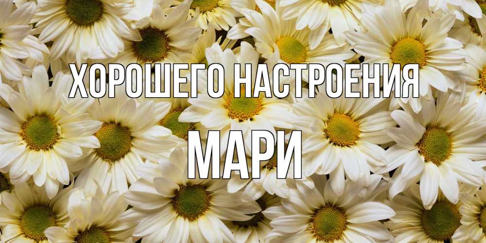 Открытка на каждый день с именем, Мари Хорошего настроения крупные ромашки Прикольная открытка с пожеланием онлайн скачать бесплатно 