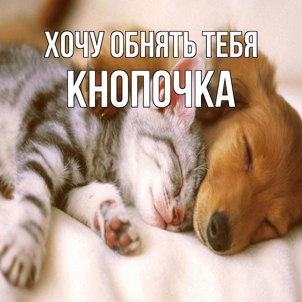 Открытка на каждый день с именем, Кнопочка Хочу обнять тебя пес и котенок Прикольная открытка с пожеланием онлайн скачать бесплатно 