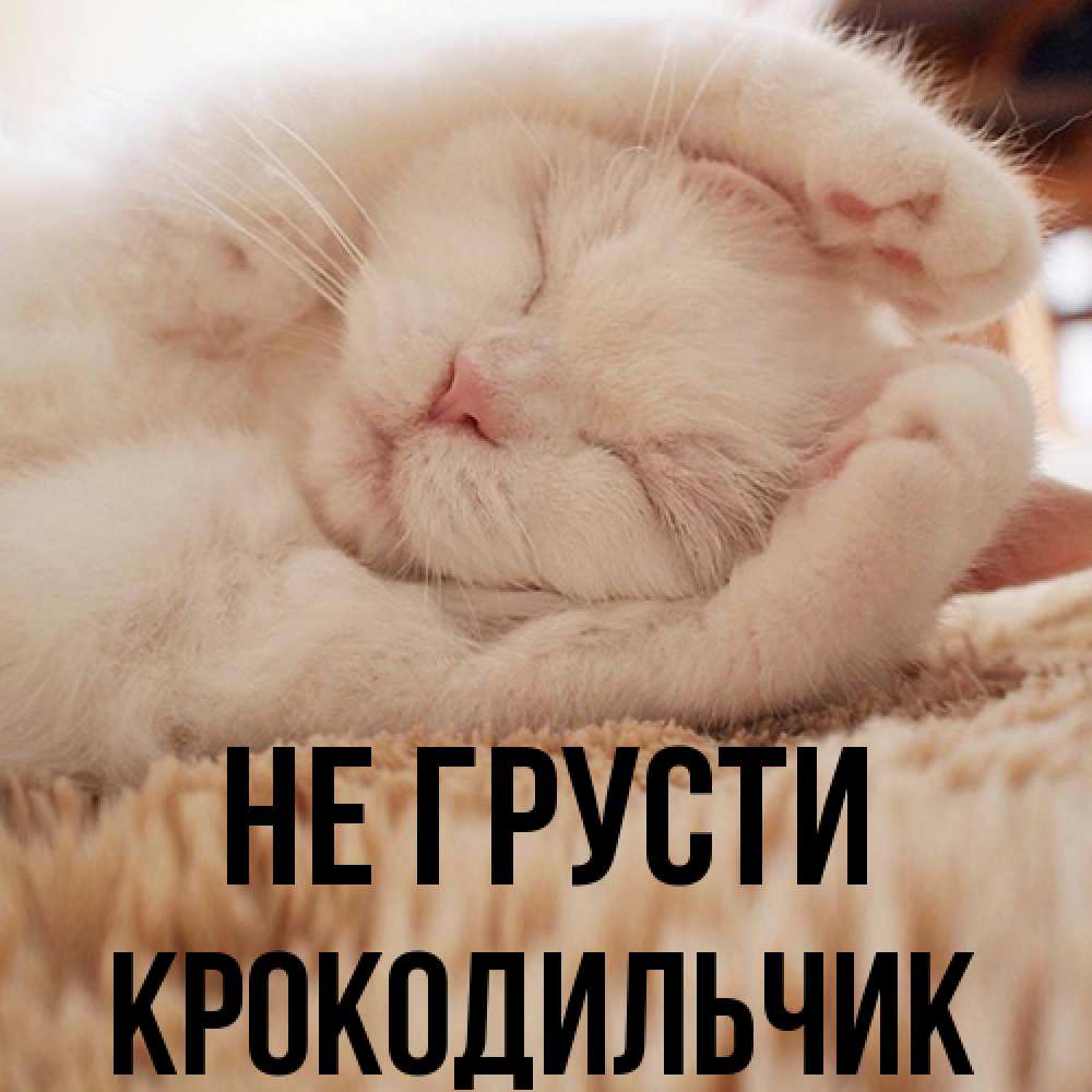 Открытка на каждый день с именем, Крокодильчик Не грусти Котенок спит Прикольная открытка с пожеланием онлайн скачать бесплатно 