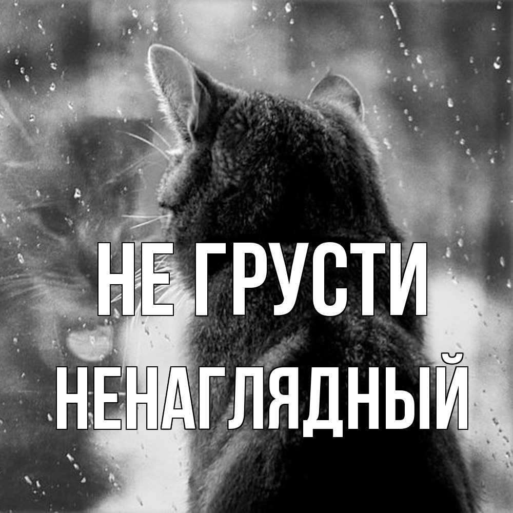 Открытка на каждый день с именем, Ненаглядный Не грусти отражение кота 1 Прикольная открытка с пожеланием онлайн скачать бесплатно 