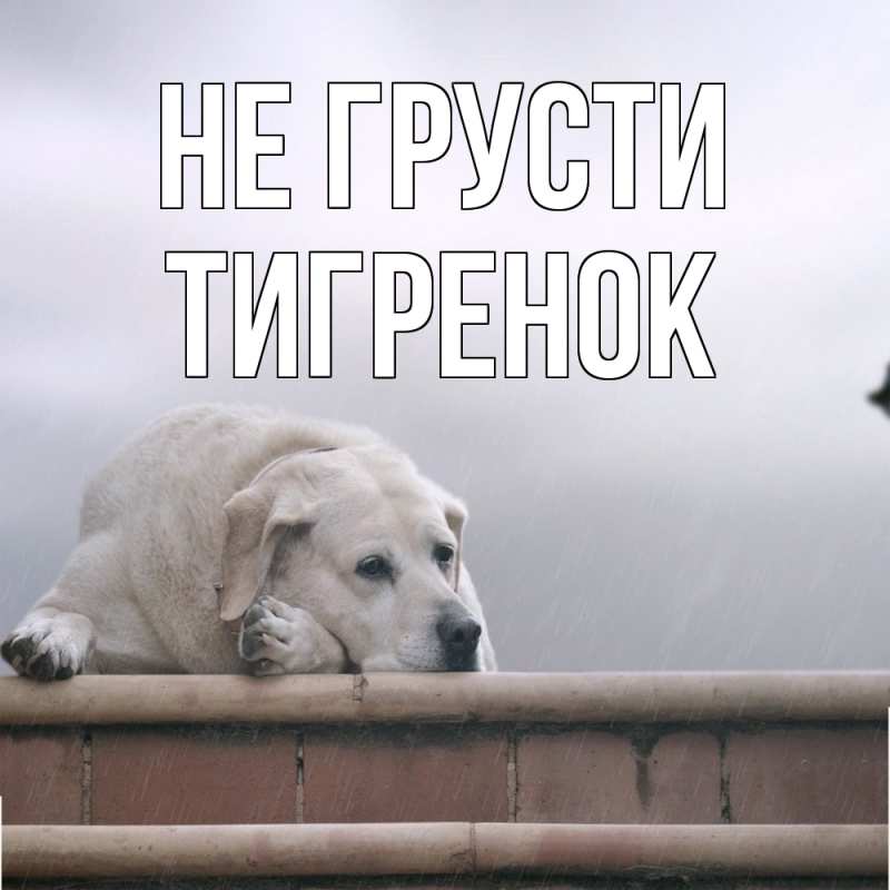 Картинка Не грусти, Тигpенок