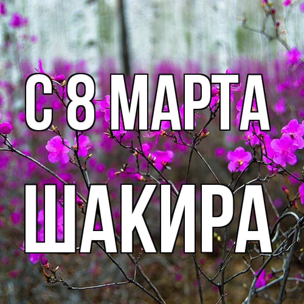 Открытка на каждый день с именем, Шакира C 8 МАРТА дикие цветы Прикольная открытка с пожеланием онлайн скачать бесплатно 