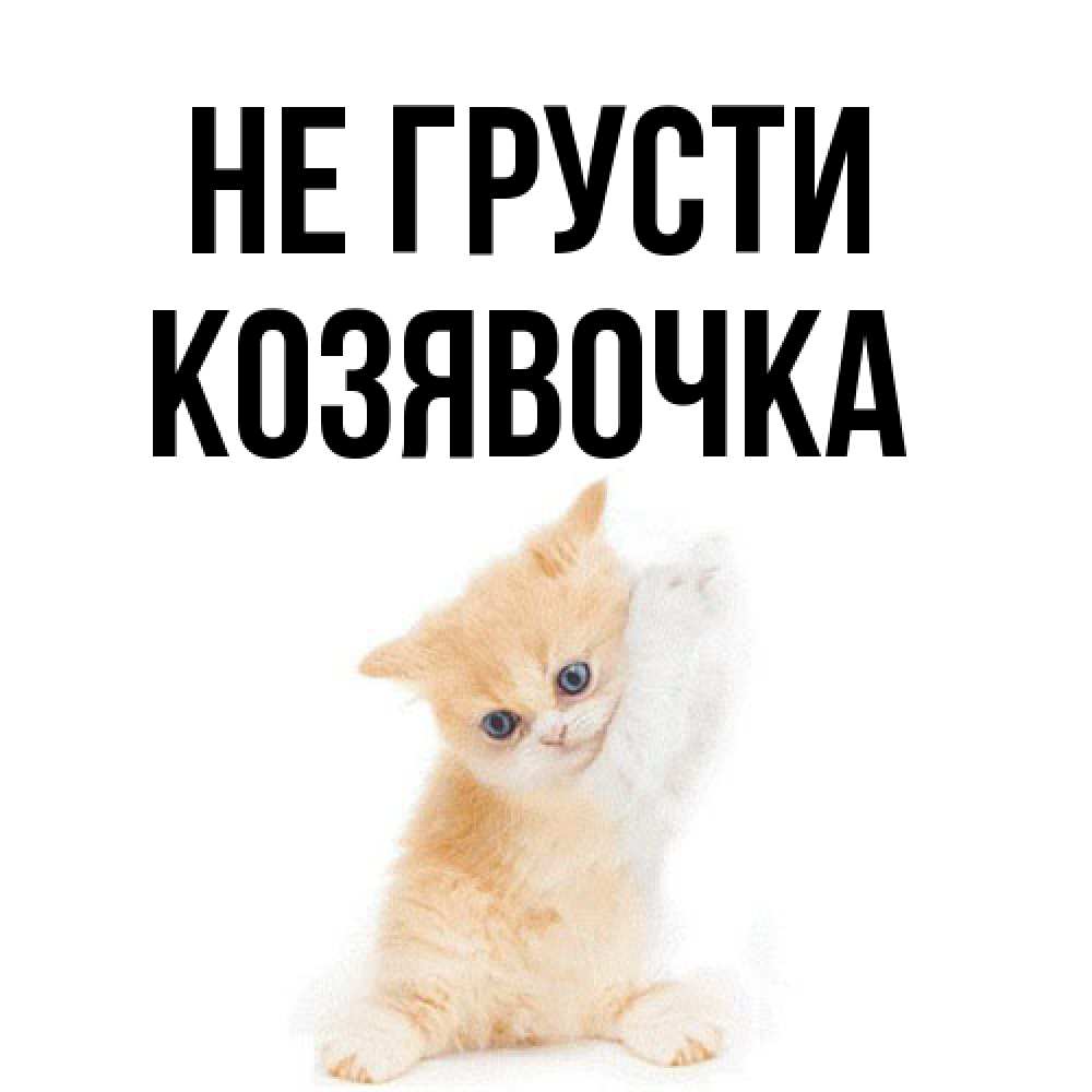 Открытка на каждый день с именем, Козявочка Не грусти просящий кот Прикольная открытка с пожеланием онлайн скачать бесплатно 
