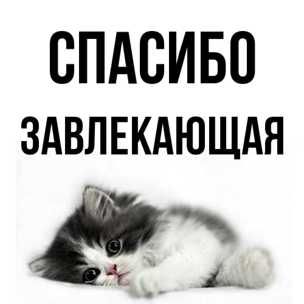 Открытка на каждый день с именем, завлекающая Спасибо черный и белый кот Прикольная открытка с пожеланием онлайн скачать бесплатно 