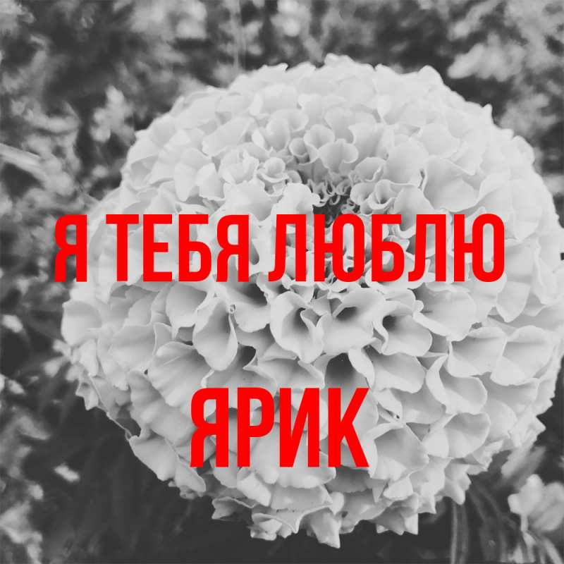 Картинка Я тебя люблю, Ярик