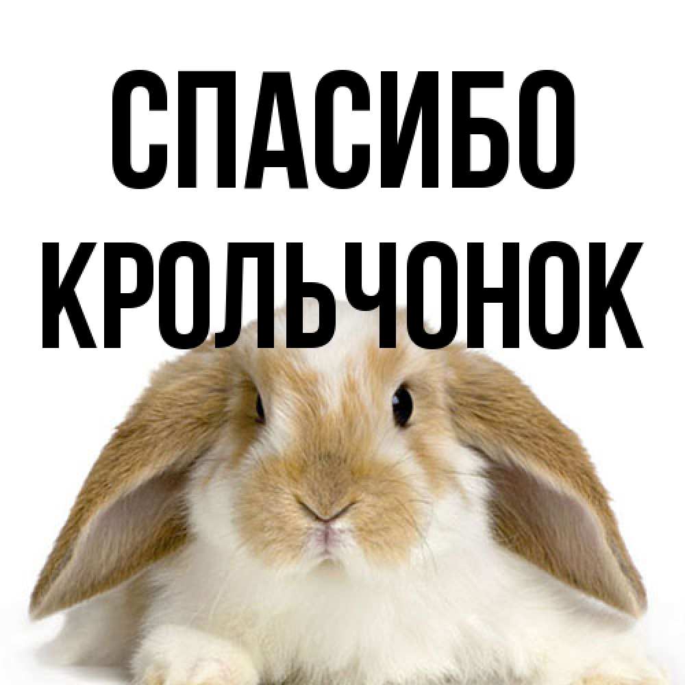 Открытка на каждый день с именем, Крольчонок Спасибо коричнево белый заяц Прикольная открытка с пожеланием онлайн скачать бесплатно 