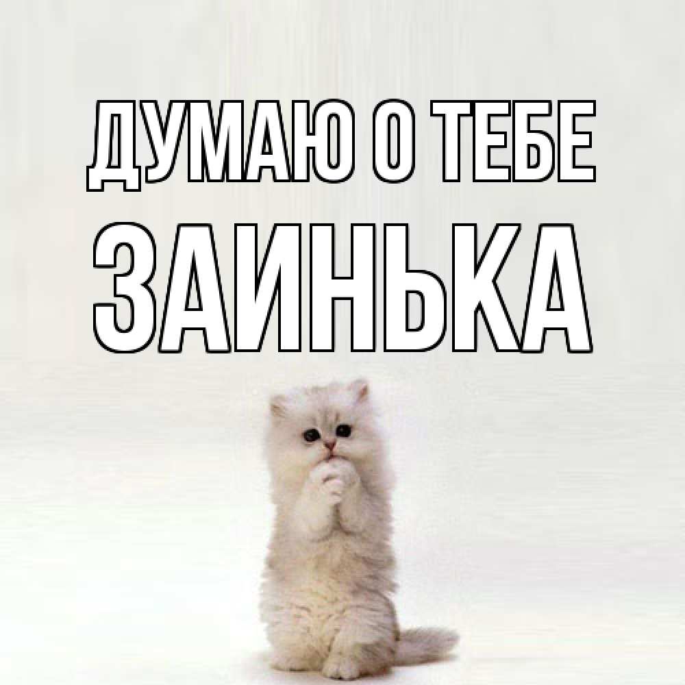 Открытка на каждый день с именем, Заинька Думаю о тебе кот стоит на задних лапах Прикольная открытка с пожеланием онлайн скачать бесплатно 