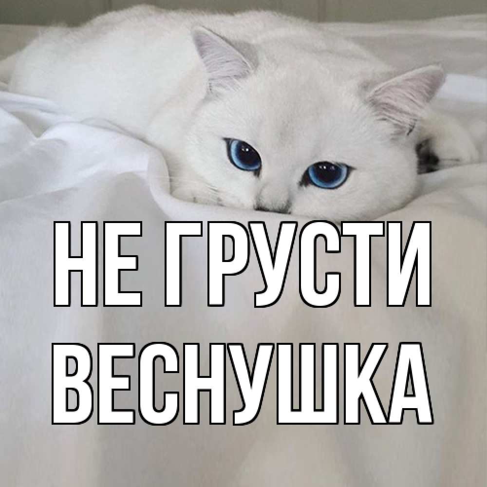 Открытка на каждый день с именем, веснушка Не грусти белый кот с голубыми глазами на белоснежной кровати Прикольная открытка с пожеланием онлайн скачать бесплатно 