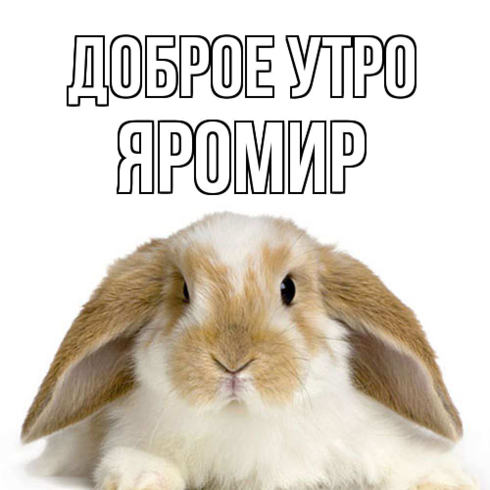 Открытка на каждый день с именем, Яромир Доброе утро прикольные открытки на каждый день Прикольная открытка с пожеланием онлайн скачать бесплатно 