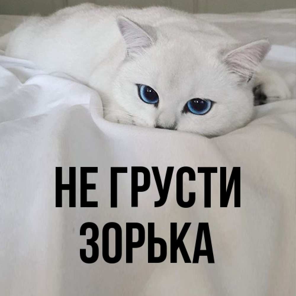 Открытка на каждый день с именем, Зоpька Не грусти Голубоглазая кошка Прикольная открытка с пожеланием онлайн скачать бесплатно 