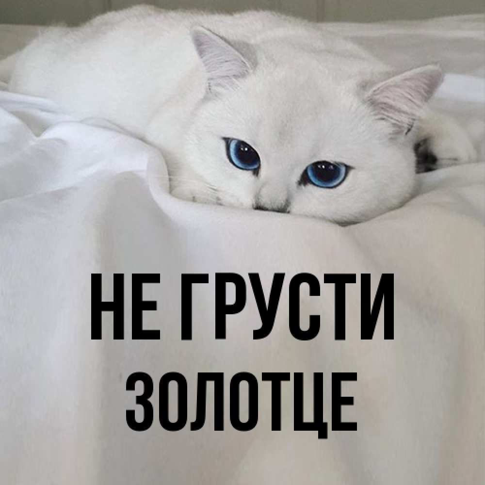 Открытка на каждый день с именем, Золотце Не грусти Голубоглазая кошка Прикольная открытка с пожеланием онлайн скачать бесплатно 