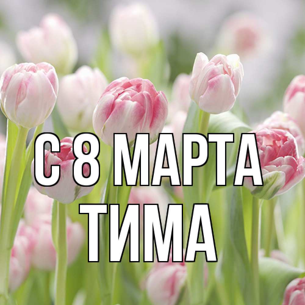 Открытка на каждый день с именем, Тима C 8 МАРТА цветы Прикольная открытка с пожеланием онлайн скачать бесплатно 